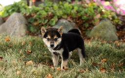 Shiba Inu dogs for sale: Carter - Image 1