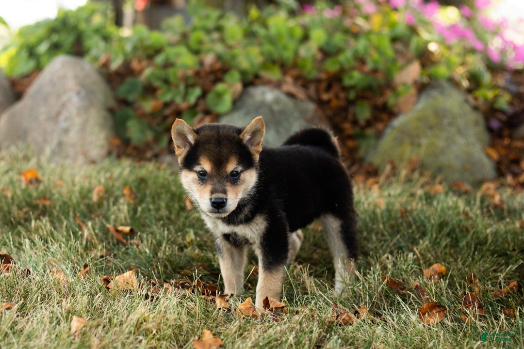 Shiba Inu dogs for sale: Carter - Image 1