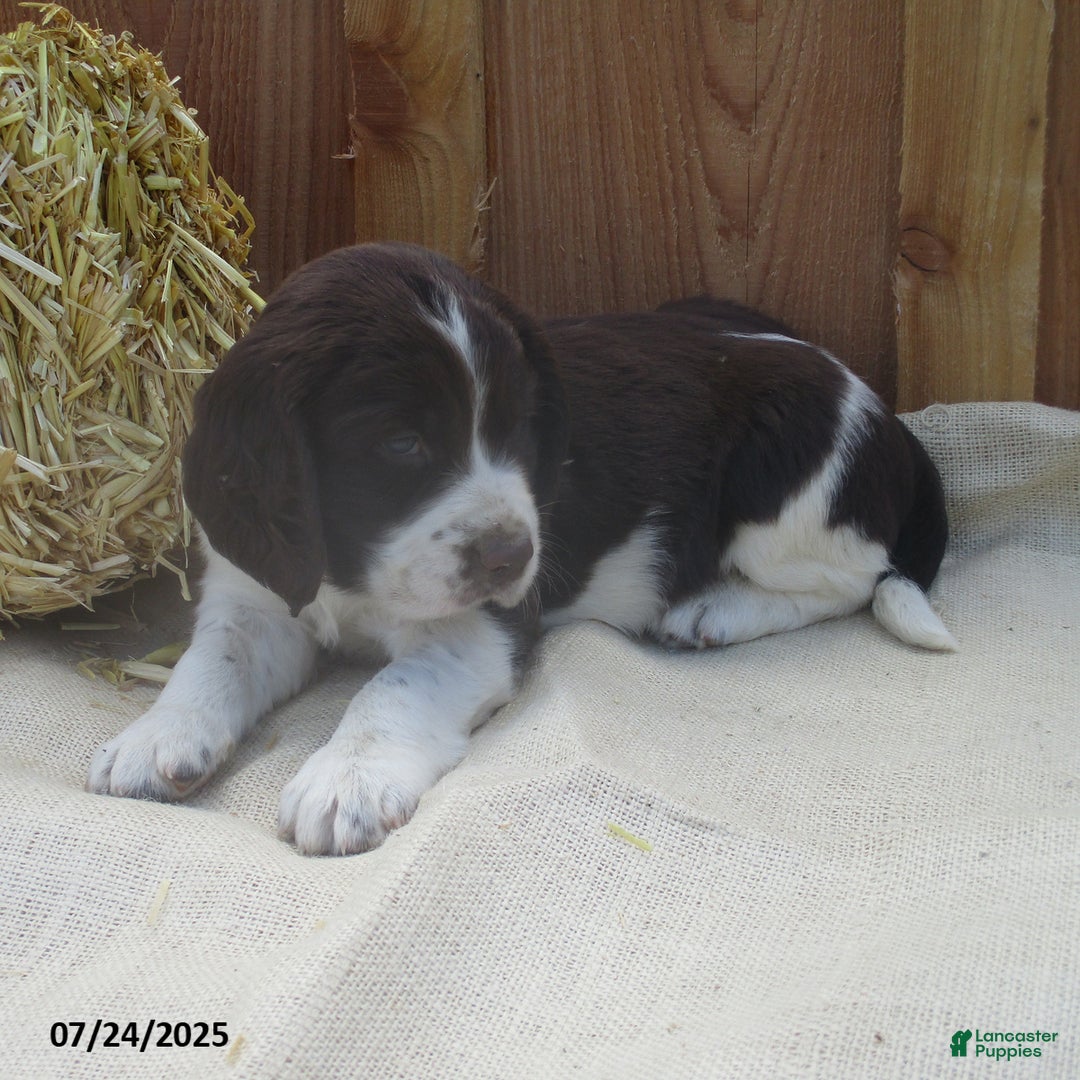 English Springer Spaniel dogs for sale: Monroe - Image 1