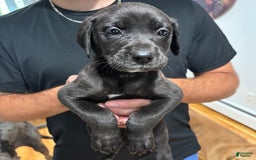 Great Dane dogs for sale: Grey - Image 3