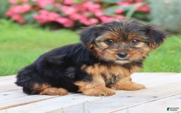 Yorkshire Terrier dogs for sale: Kenya - Image 2