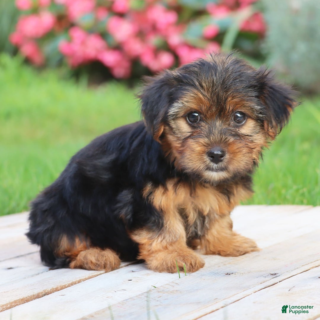 Yorkshire Terrier dogs for sale: Kenya - Image 2