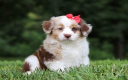 Miniature Australian Shepherd dogs for sale: Trixie - Image 8