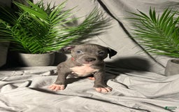 American Bully dogs for sale: Lady Bug - Image 2