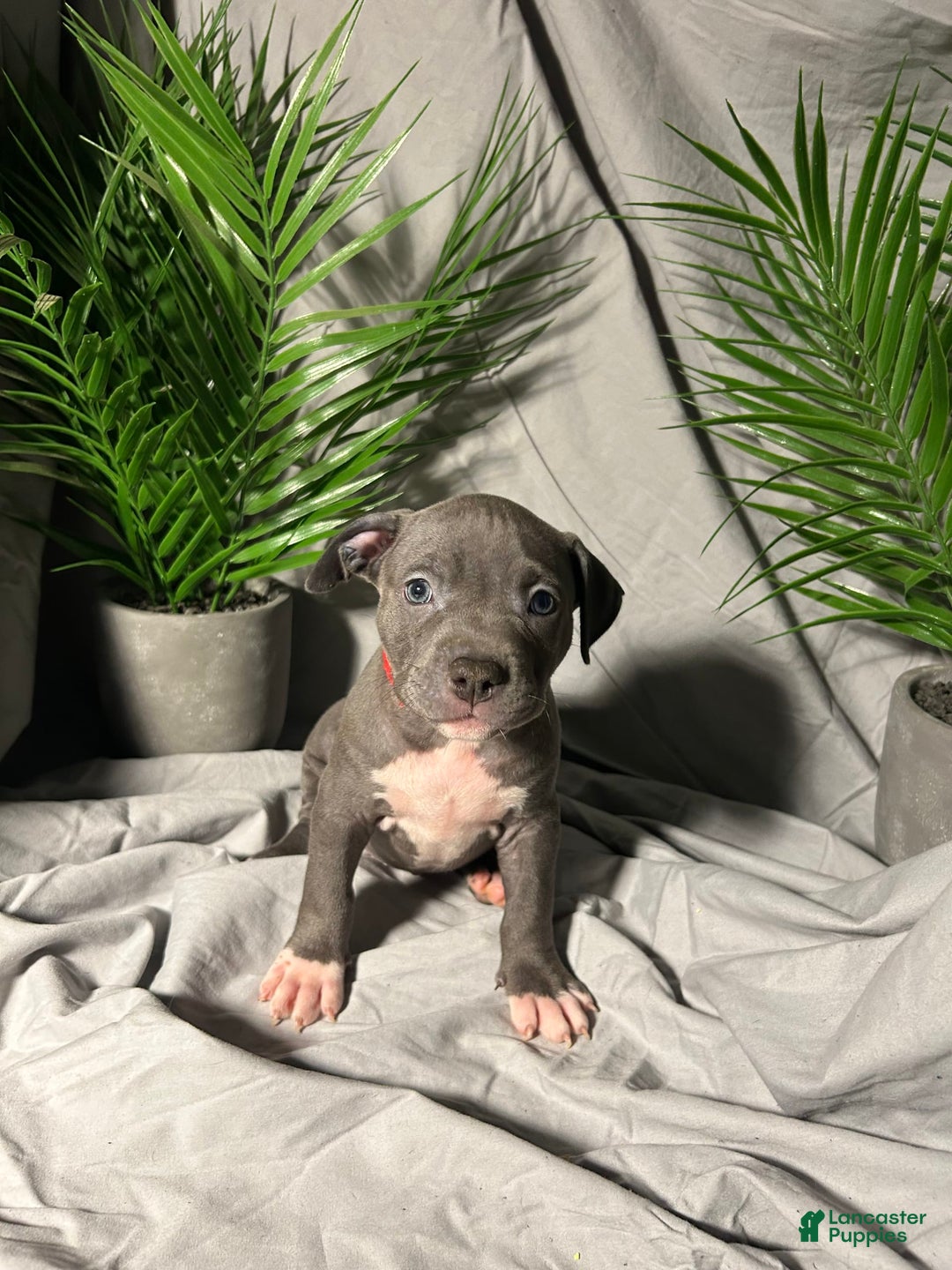American Bully dogs for sale: Lady Bug - Image 2