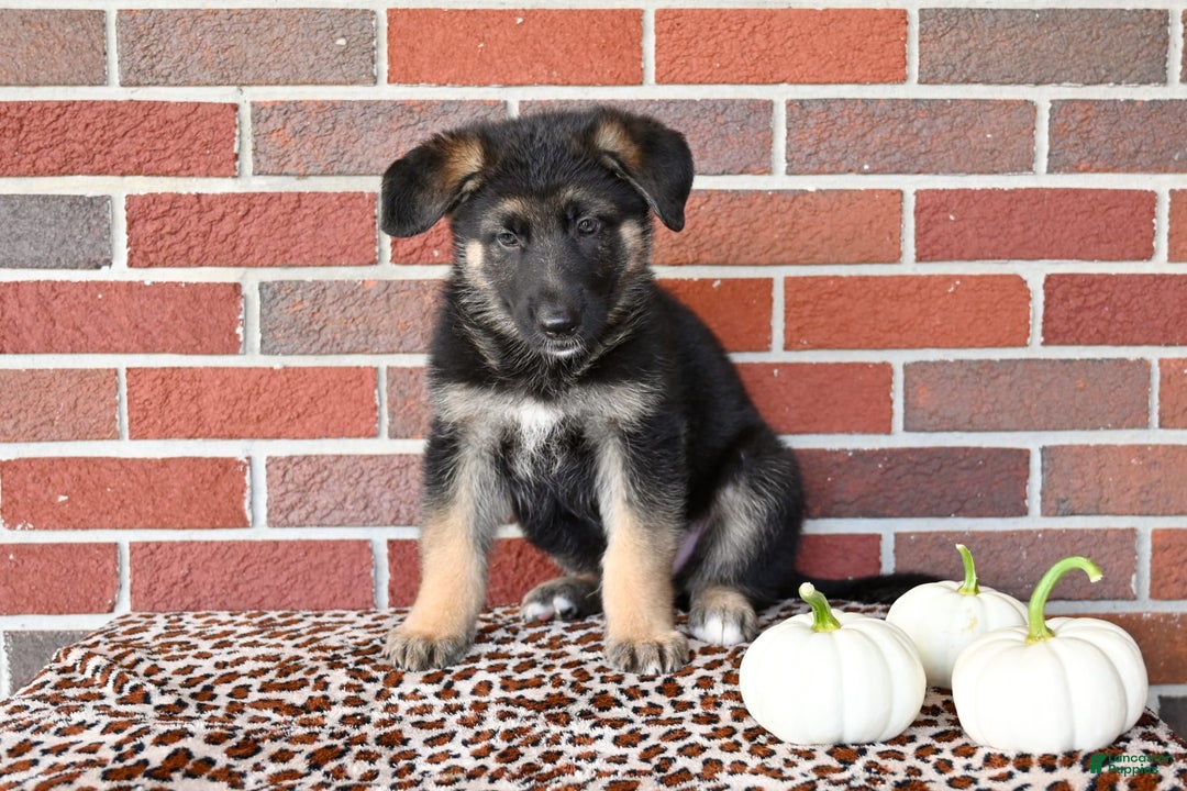 German Shepherd dogs for sale: Austin - Image 3