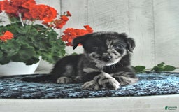 Miniature Australian Shepherd dogs for sale: Prince - Image 1