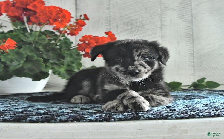Miniature Australian Shepherd dogs for sale - Ad 4