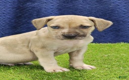 Catahoula Leopard Dog dogs for sale: Duchess 2025 Male 3 - Image 2