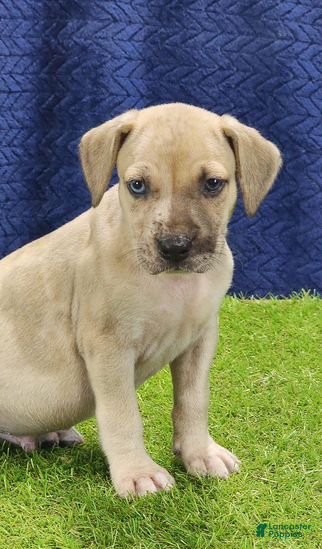 Catahoula Leopard Dog dogs for sale: Duchess 2025 Male 3 - Image 2