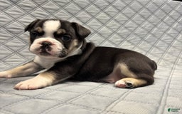 French Bulldog dogs for sale: Cadet - Image 3