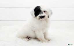 Cavapoo dogs for sale: Luka - Image 2