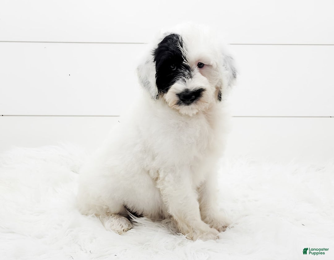 Cavapoo dogs for sale: Luka - Image 2