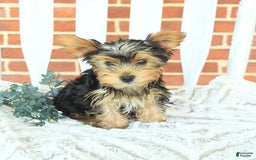Yorkshire Terrier dogs for sale: Bingo - Image 6