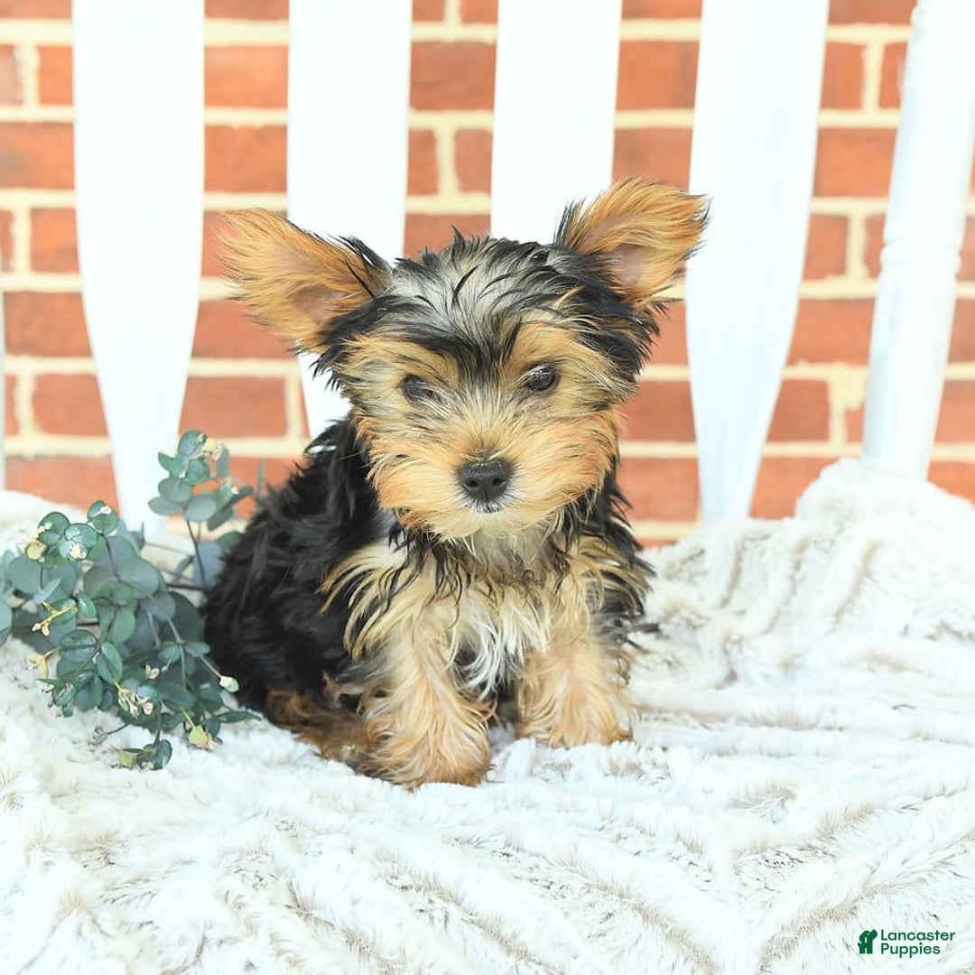Yorkshire Terrier dogs for sale: Bingo - Image 6