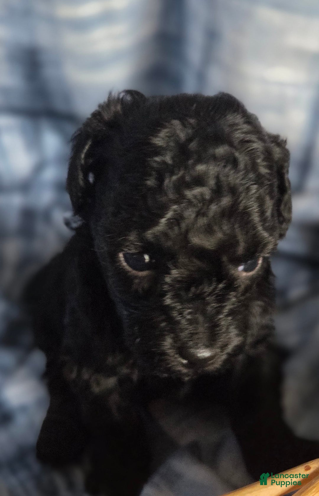 Toy Poodle dogs for sale: Paisley Male - Image 1