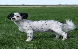 Shihpoo dogs for sale: Benny - Image 2