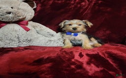 Yorkshire Terrier dogs for sale: Milo - Image 1