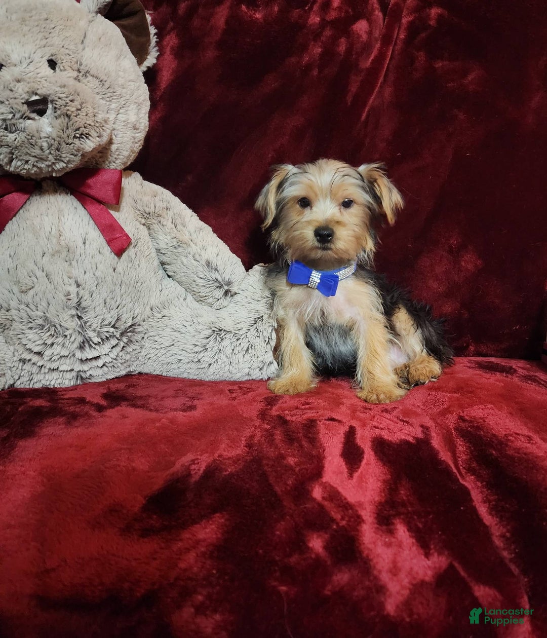 Yorkshire Terrier dogs for sale: Milo - Image 1