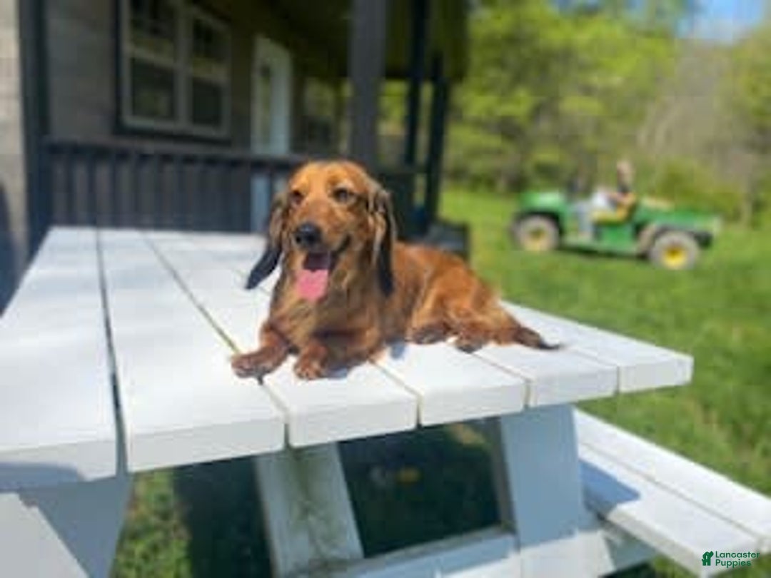 Miniature Dachshund dogs for sale: Bear - Image 13