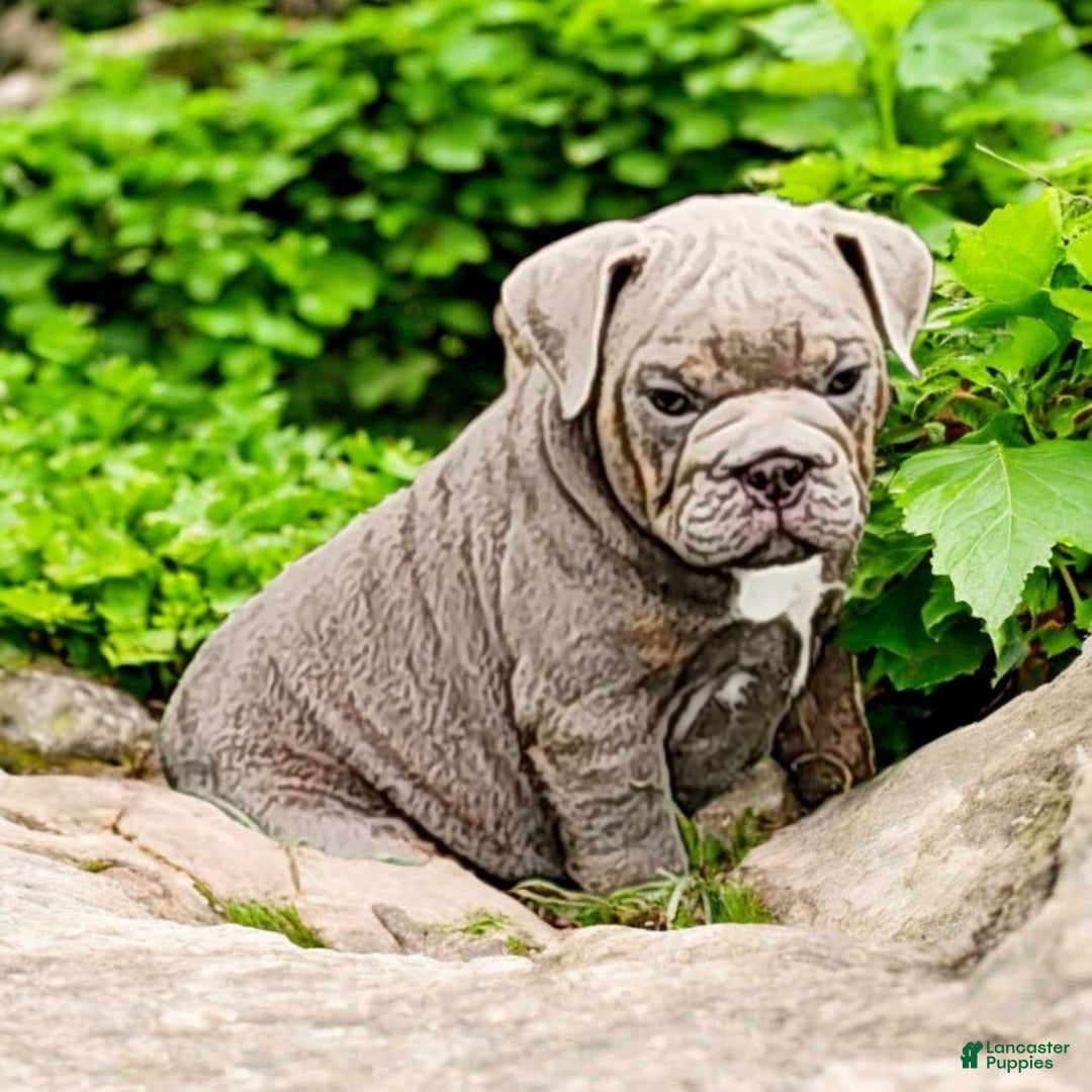 English Bulldog dogs for sale: Velour - Image 10