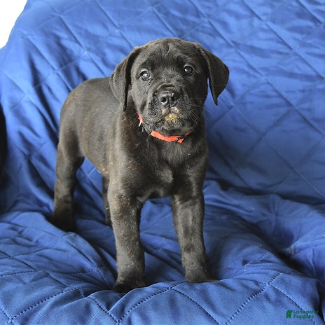 Cane Corso dogs for sale - Ad 4
