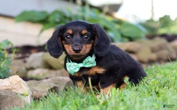 Miniature Dachshund dogs for sale: Olaf - Image 8