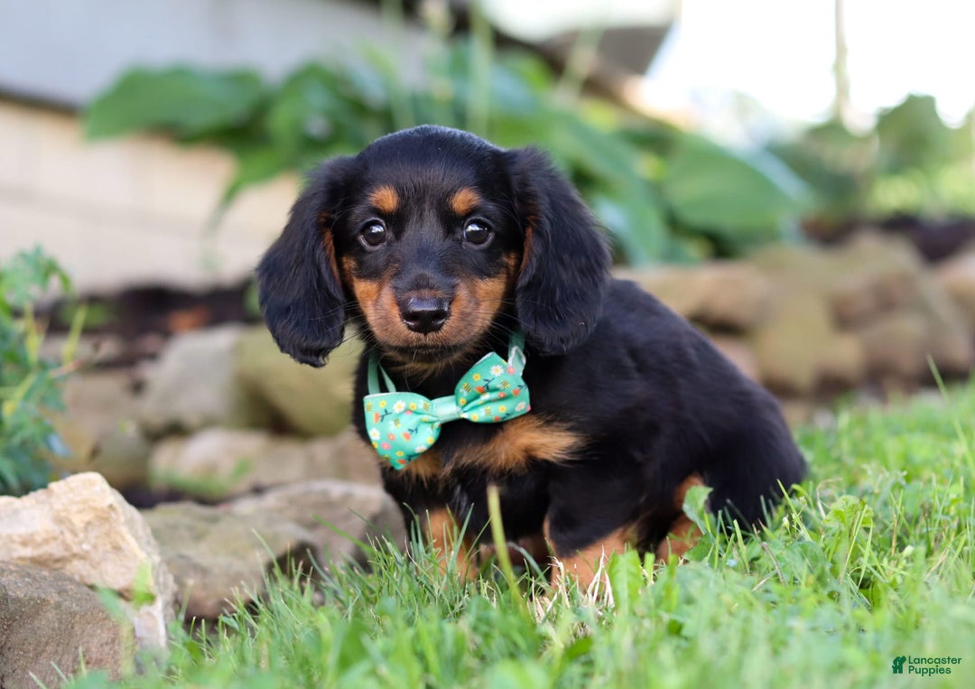 Miniature Dachshund dogs for sale: Olaf - Image 8