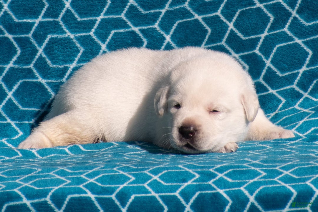 Labrador Retriever dogs for sale: Monroe - Image 2