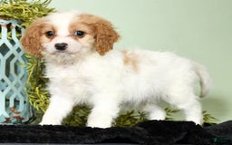 Cavapoo dogs for sale: Joey - Image 2