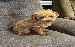 Toy Poodle dogs for sale: Lady red - Image 3