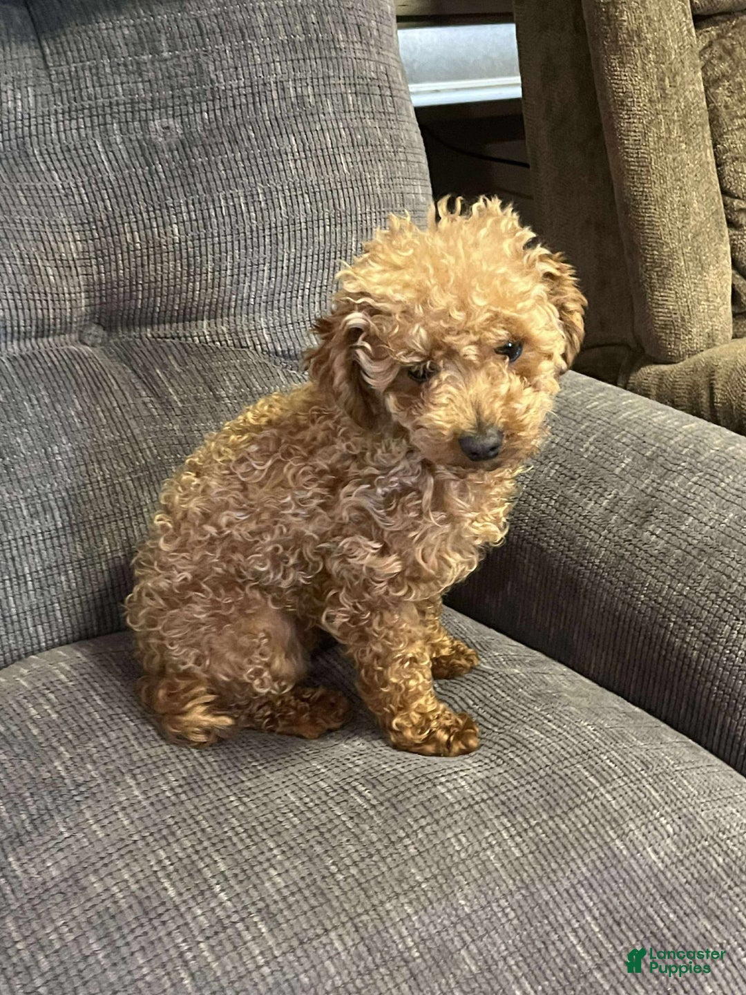 Toy Poodle dogs for sale: Lady red - Image 3
