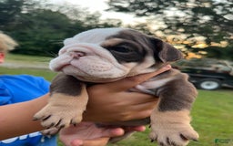 English Bulldog dogs for sale: Spot - Image 5