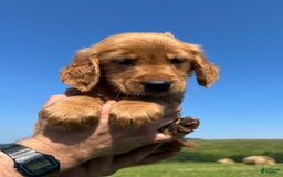 Golden Retriever dogs for sale: Rascal - Image 2