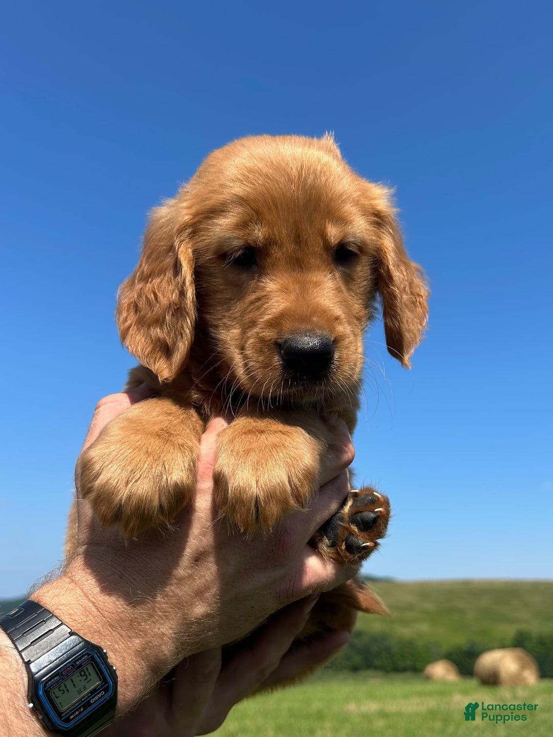 Golden Retriever dogs for sale: Rascal - Image 2