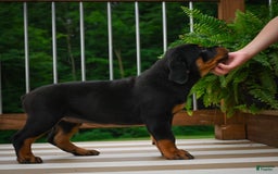 Rottweiler dogs for sale: Clair Bear - Image 3