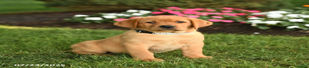 Stella
