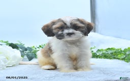 Shih Tzu dogs for sale: Nathaniel - Image 3