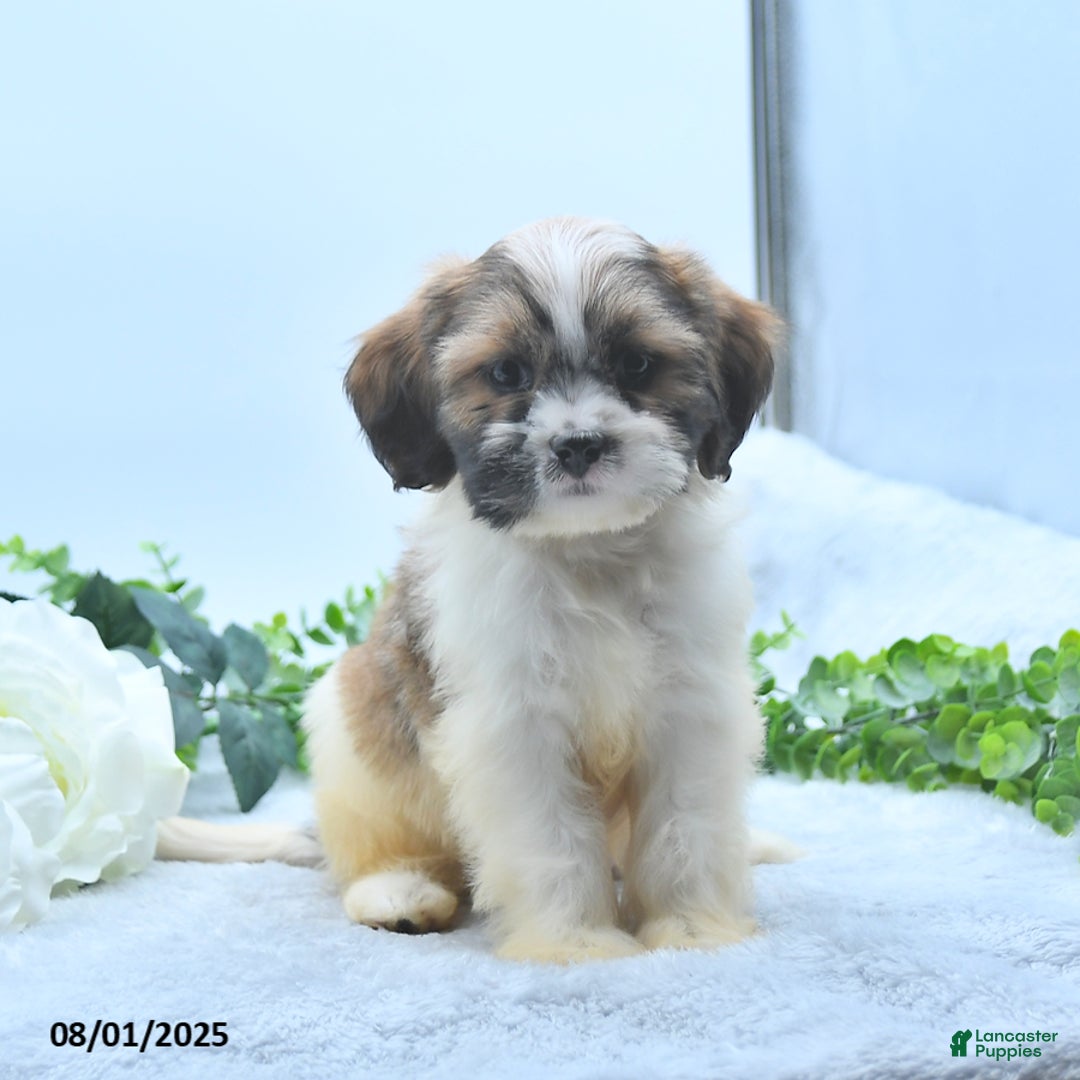 Shih Tzu dogs for sale: Nathaniel - Image 3