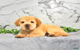 Mini Hippo dogs for sale: Brinley - Image 10