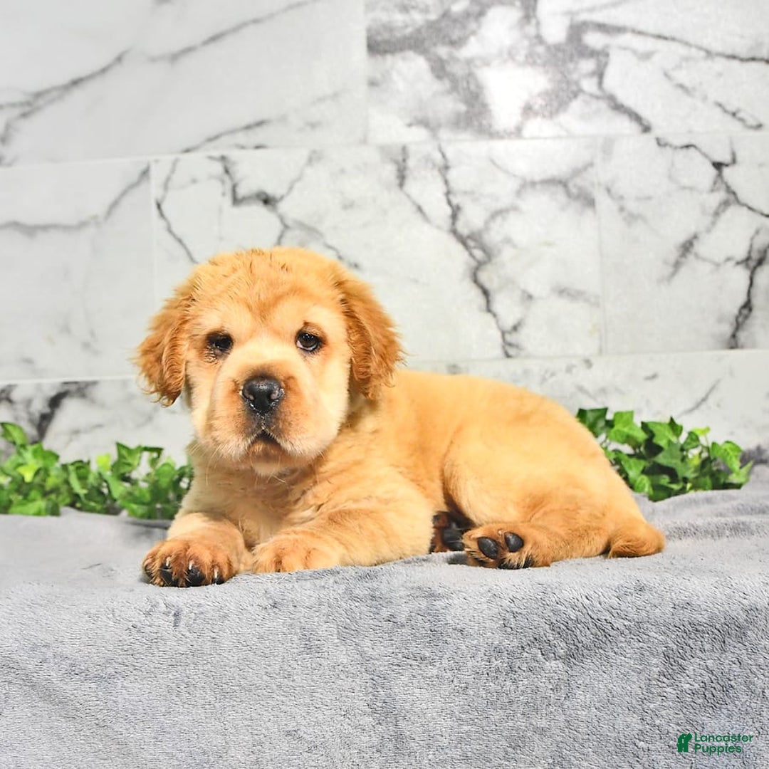 Mini Hippo dogs for sale: Brinley - Image 10
