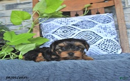 Yorkshire Terrier dogs for sale: Quinn - Image 4