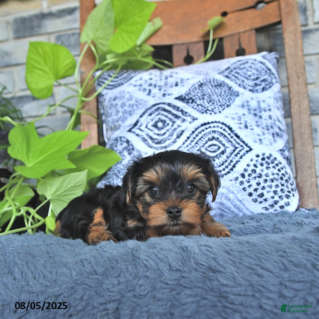 Yorkshire Terrier dogs for sale: Quinn - Image 4