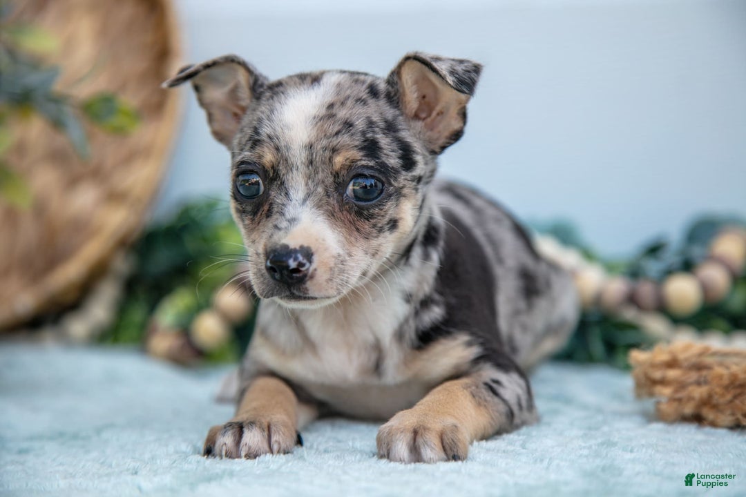 Chihuahua dogs for sale: Patience - Image 2