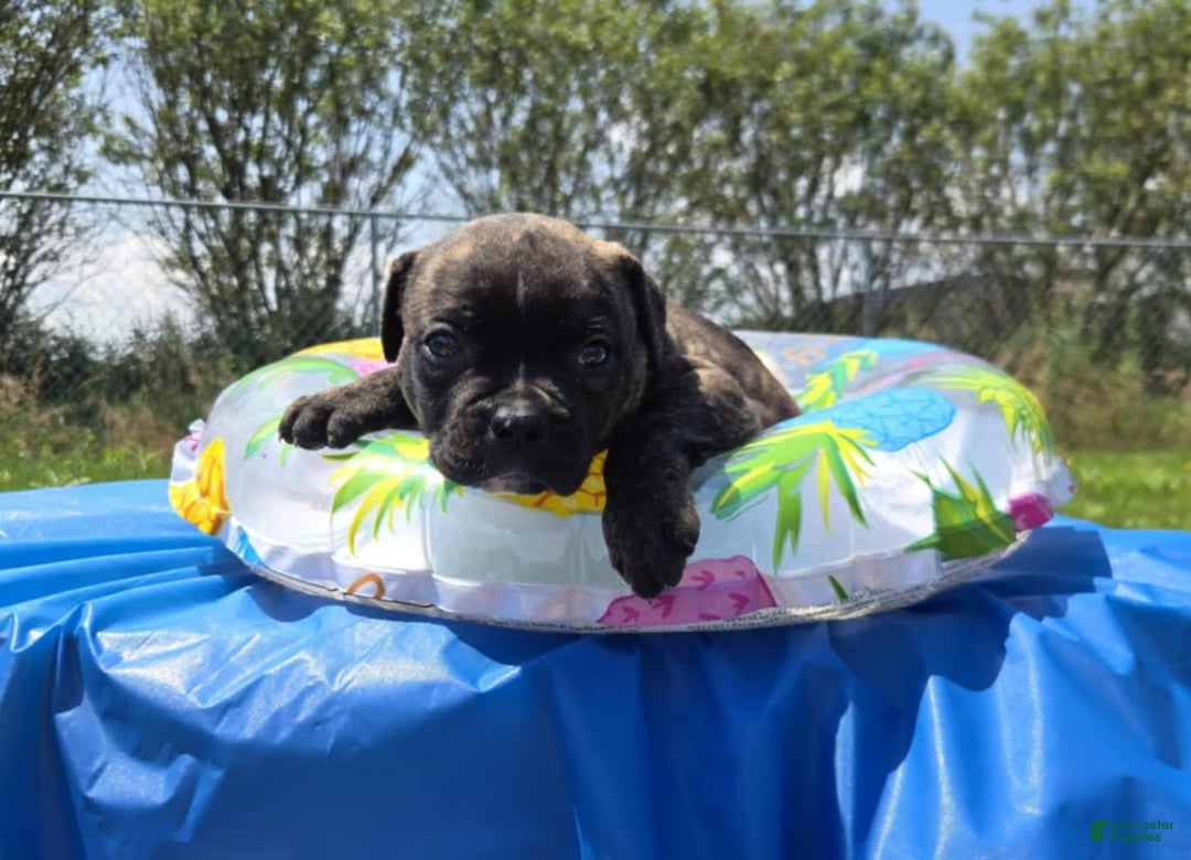 American Bulldog dogs for sale: Miss Trenchbell - Listing for pets: Miss Honey, Matilda, Miss Trenchbell, Harry - Image 9