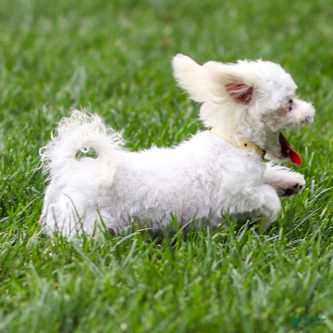 Maltese dogs for sale: Ash - Image 12