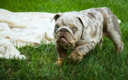 English Bulldog dogs for sale: Turbo - Image 10