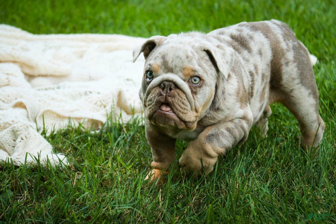 English Bulldog dogs for sale: Turbo - Image 10