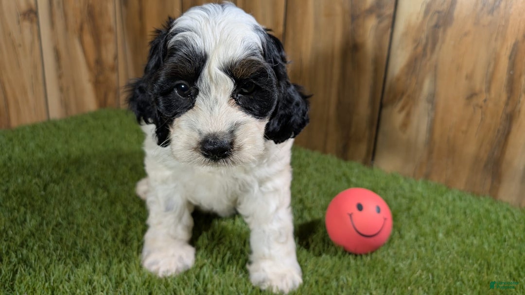 Cavapoo dogs for sale: Missy Girl 2 - Image 17