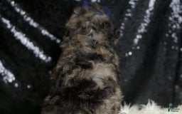 Miniature Poodle dogs for sale: Handsome - Image 12